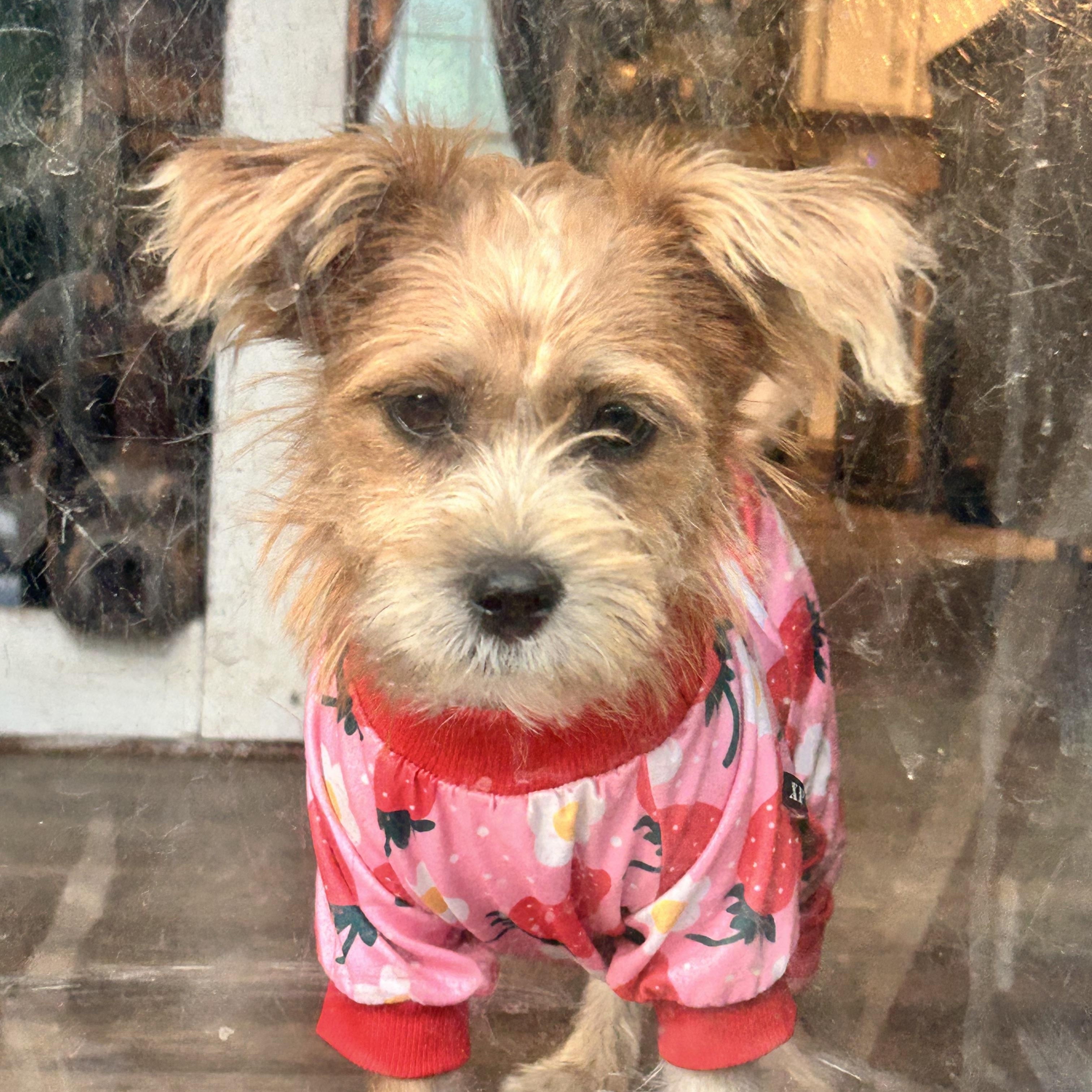 Enlarge Cali, a Adopted mixed breed in conroe, TX image 3/6