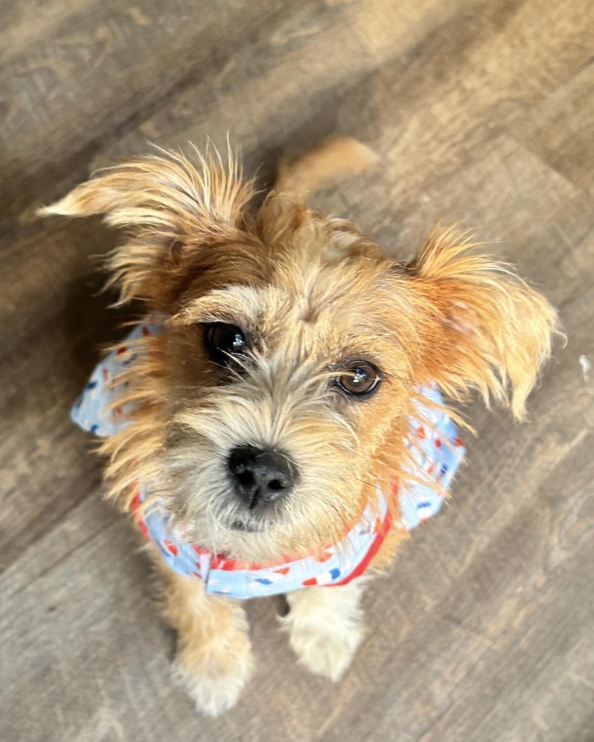 Enlarge Cali, a Adopted mixed breed in conroe, TX image 4/6