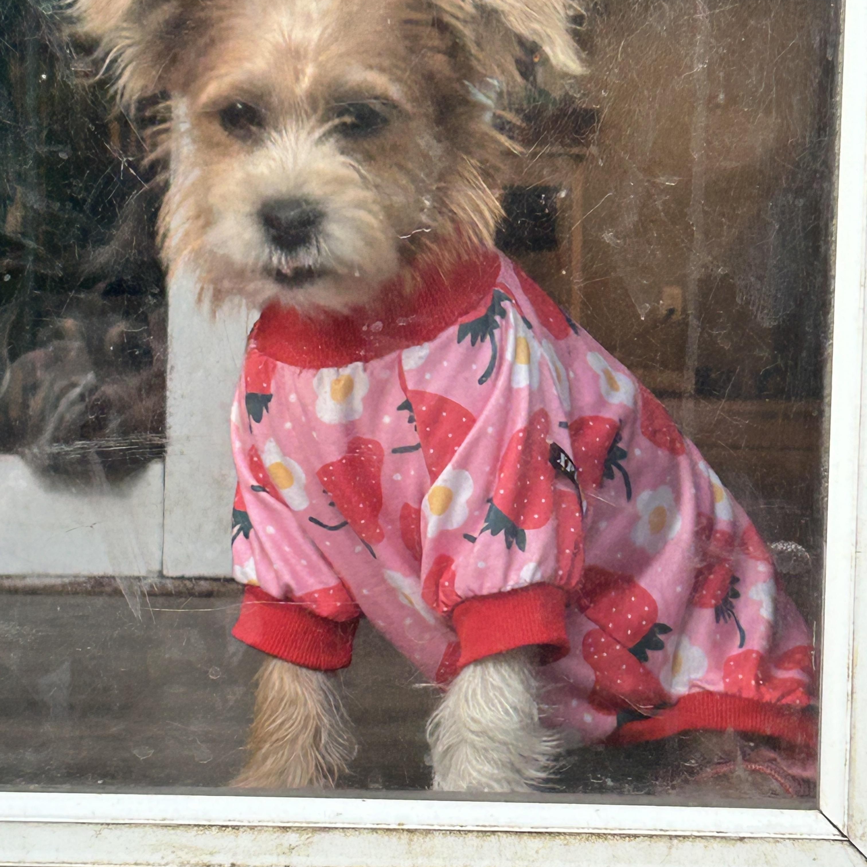 Enlarge Cali, a Adopted mixed breed in conroe, TX image 5/6