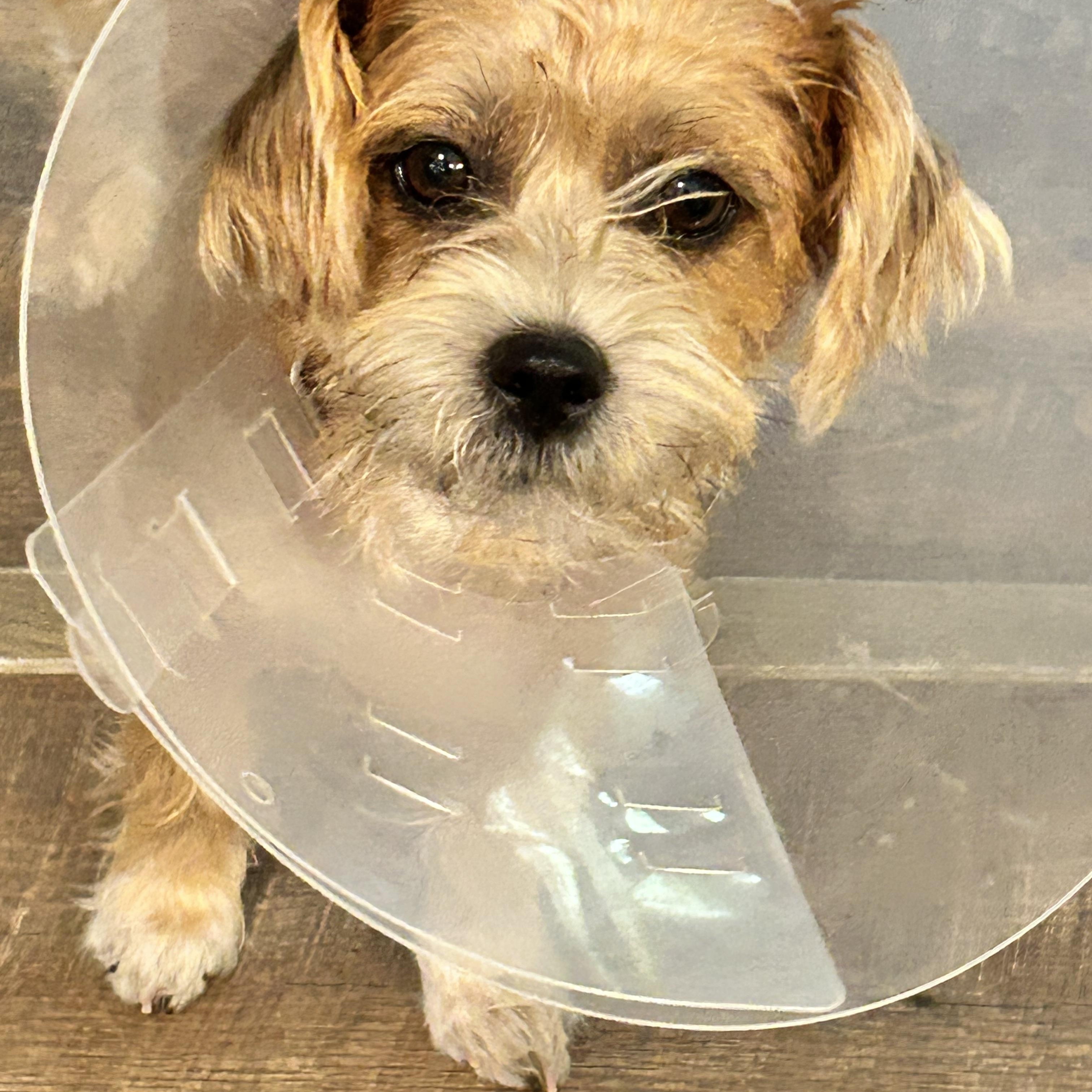 Enlarge Cali, a Adopted mixed breed in conroe, TX image 2/6