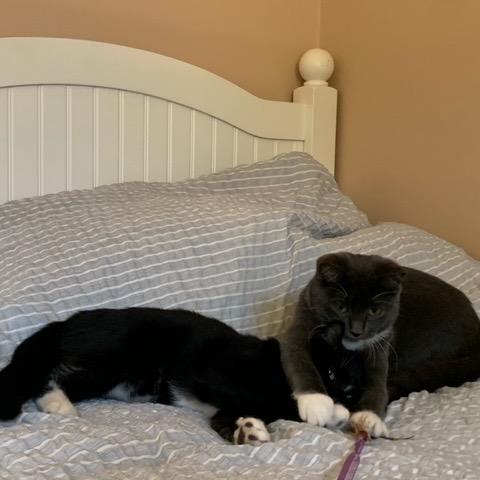 Emmy (Monroe ACO Kitten 2), a Adoptable Domestic Medium Hair in Westport, CT image 1/6