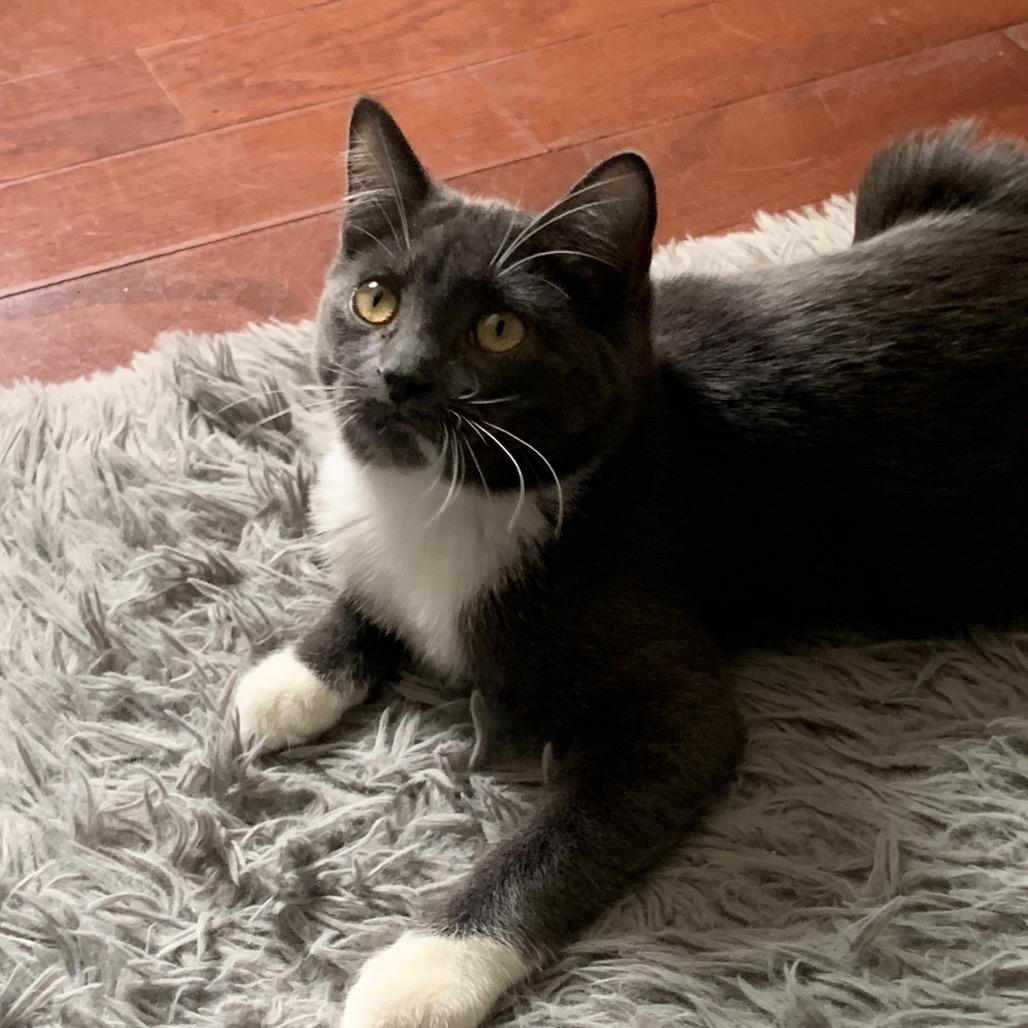 Emmy (Monroe ACO Kitten 2), a Adoptable Domestic Medium Hair in Westport, CT image 2/6