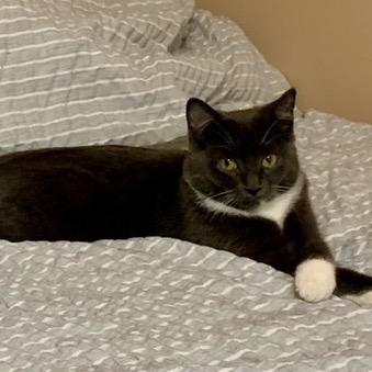 Emmy (Monroe ACO Kitten 2), a Adoptable Domestic Medium Hair in Westport, CT image 3/6