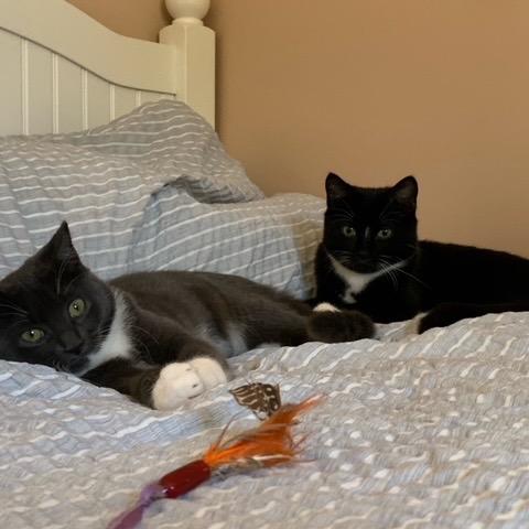 Emmy (Monroe ACO Kitten 2), a Adoptable Domestic Medium Hair in Westport, CT image 4/6