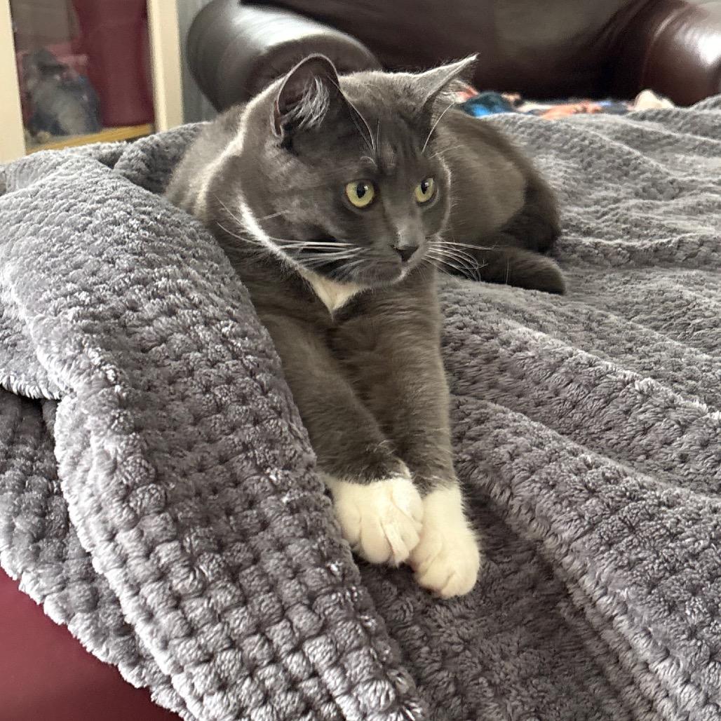 Enlarge Emmy (Monroe ACO Kitten 2), a Adoptable Domestic Medium Hair in Westport, CT image 2/6