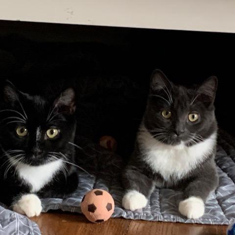 Emmy (Monroe ACO Kitten 2), a Adoptable Domestic Medium Hair in Westport, CT image 6/6