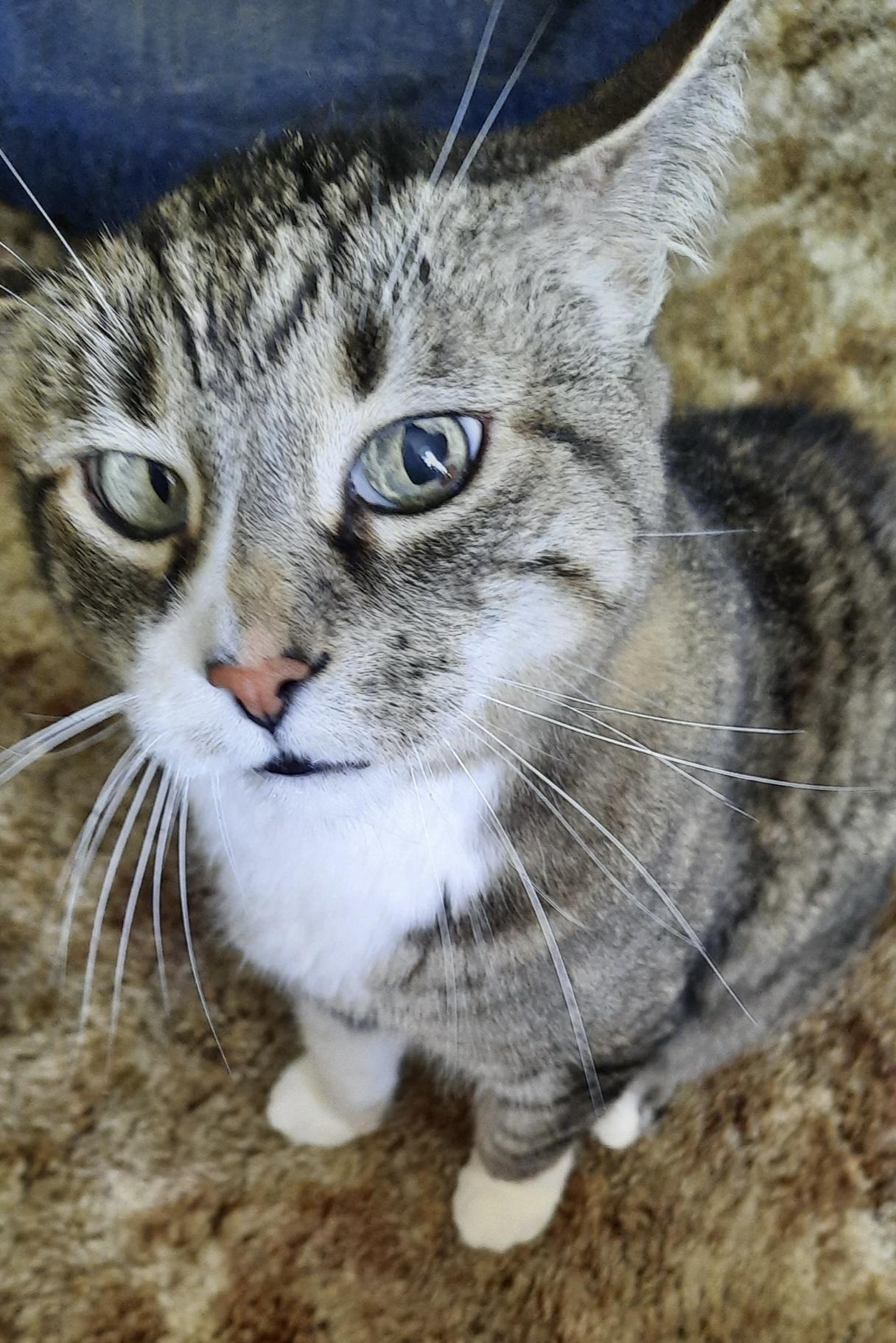 Cleo, Adoptable, Adult Female Domestic Short Hair & Tabby.