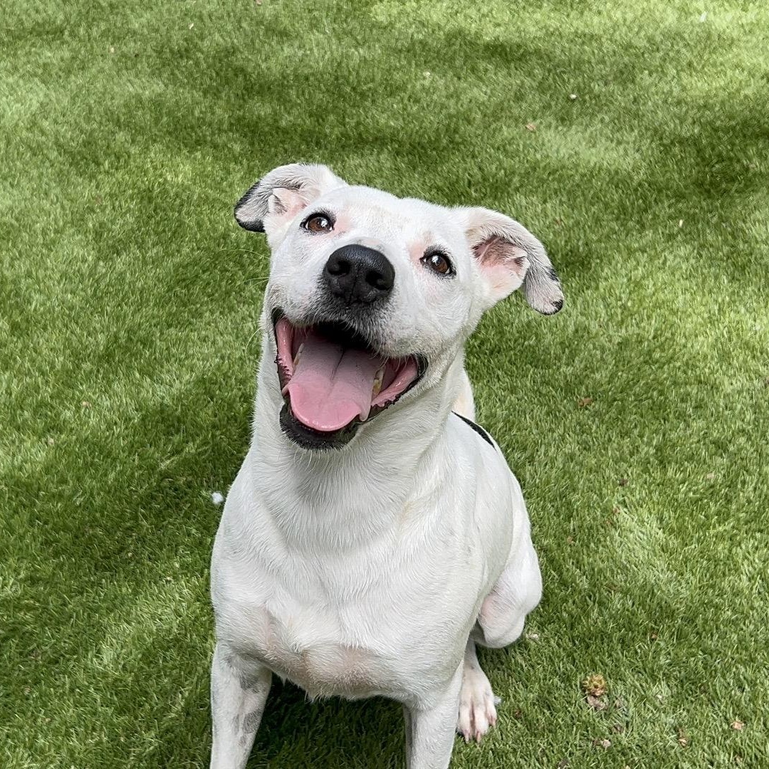 Charlie photo