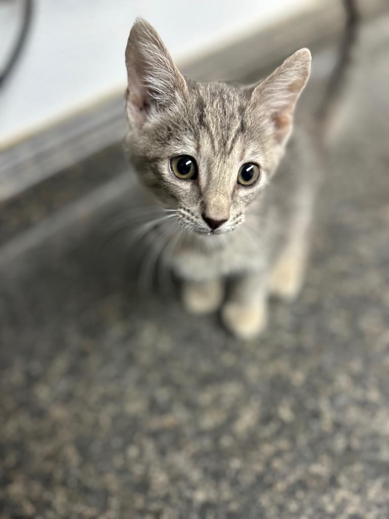 Victoria, Adoptable, Kitten Female Domestic Short Hair.