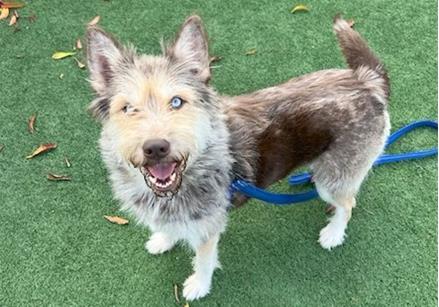 Enlarge NOELLE, a Adoptable mixed breed in Palo Alto, CA image 1/1