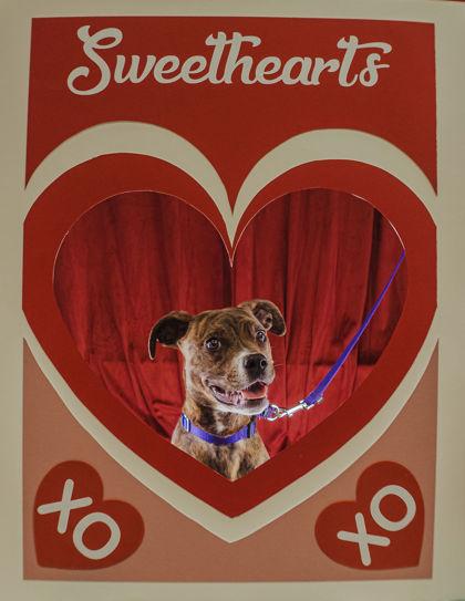 Enlarge Miriam, a Adoptable mixed breed in Elmira, NY image 1/2