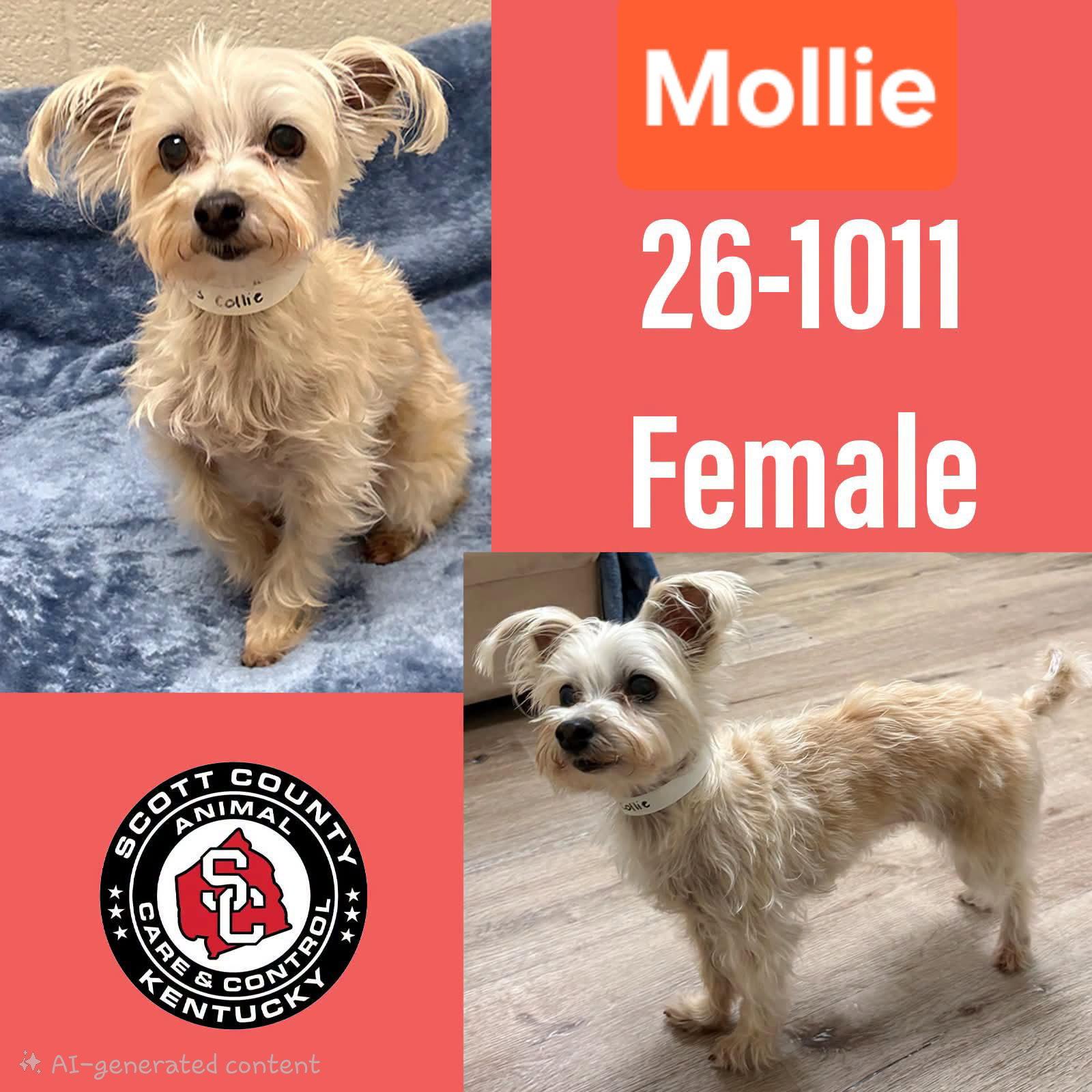 Mollie, Adopted, Senior Female Maltese.