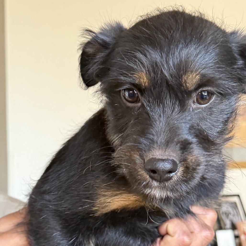 Brady Bunch Pup: Jan