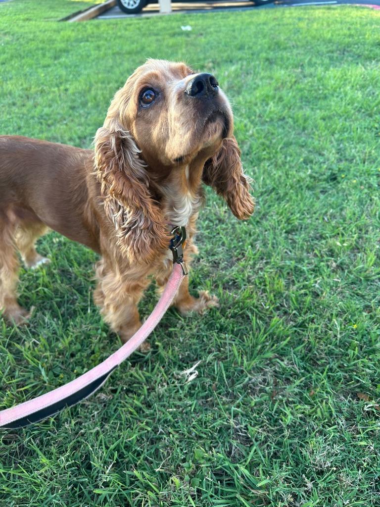 Sherrie, Adoptable, Adult Female Cocker Spaniel.