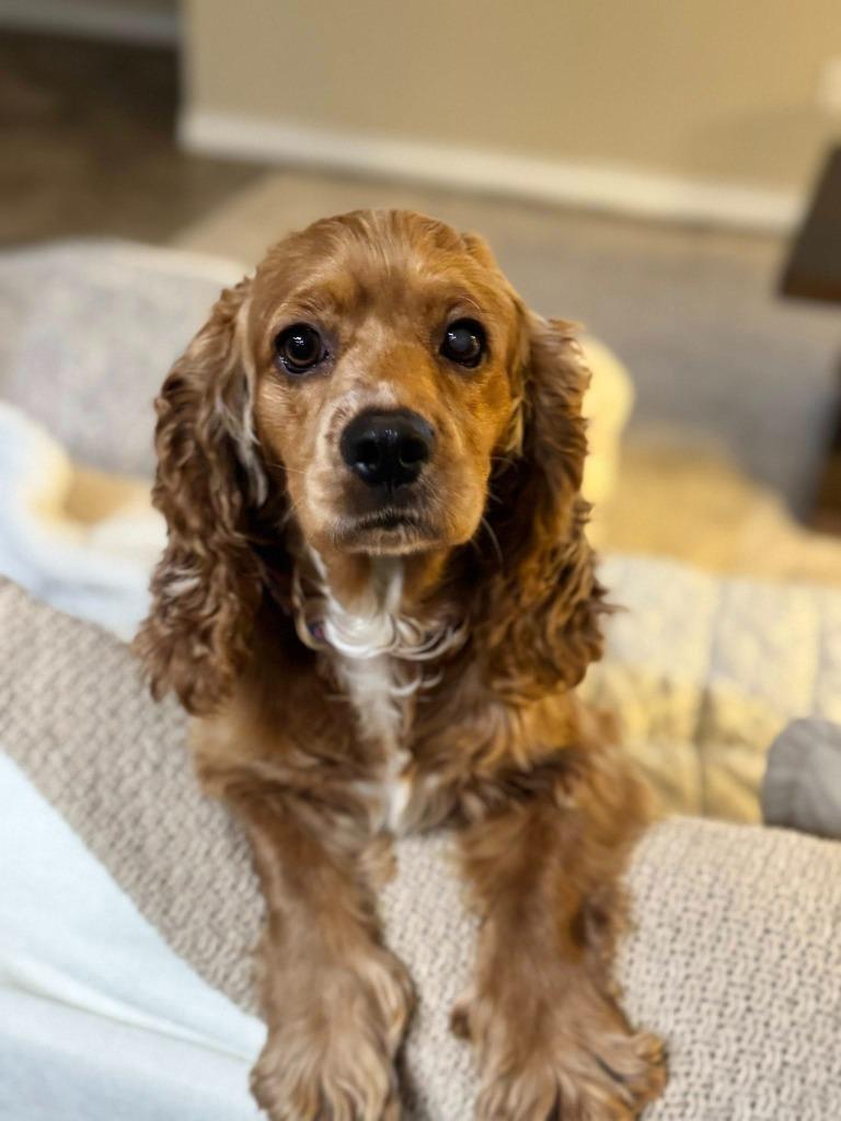 Sherrie, a Adoptable Cocker Spaniel in Austin, TX image 2/5