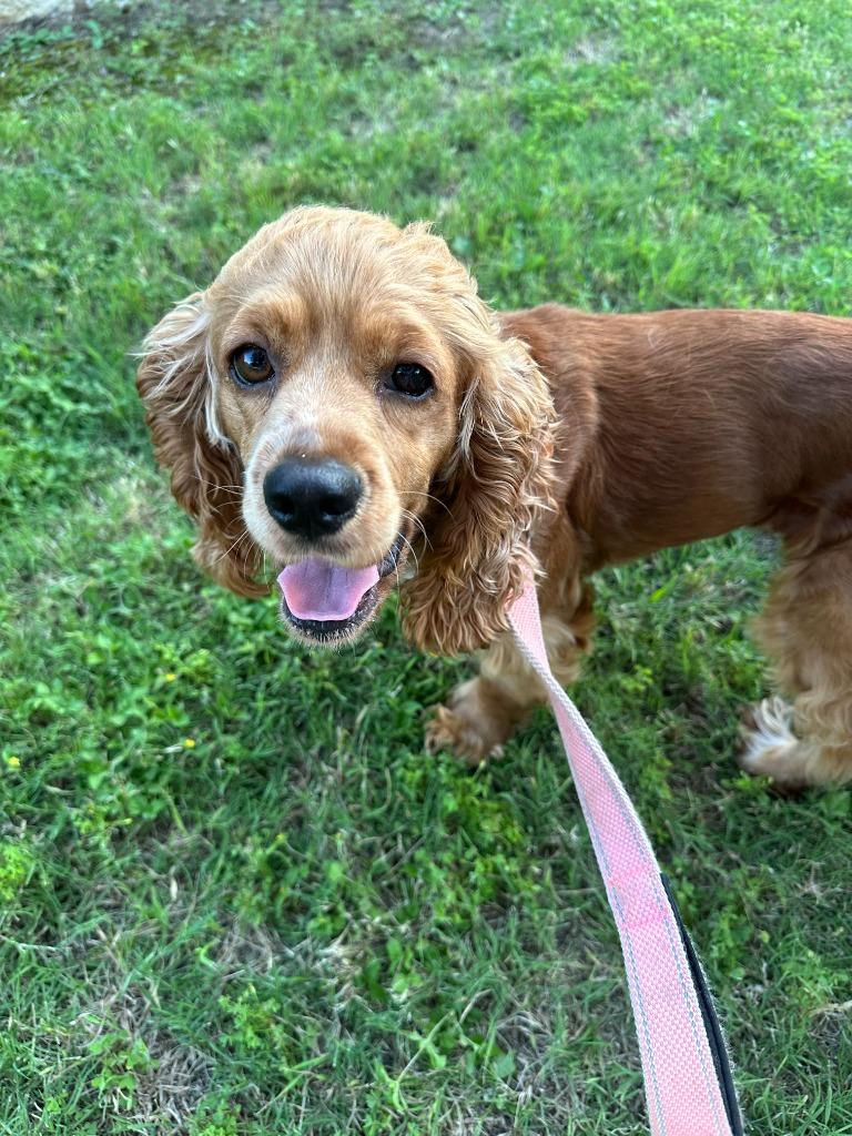 Sherrie, a Adoptable Cocker Spaniel in Austin, TX image 3/5