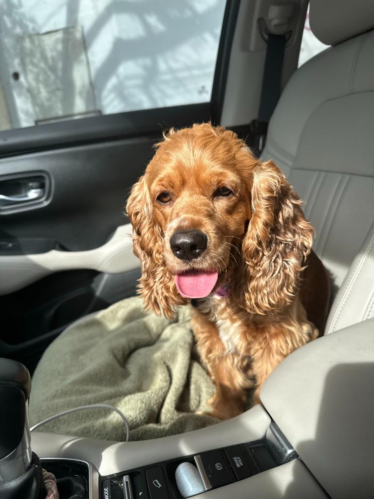 Sherrie, a Adoptable Cocker Spaniel in Austin, TX image 4/5