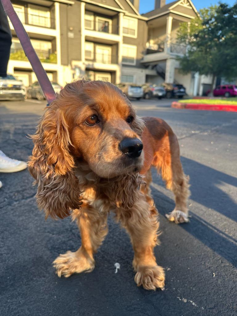 Sherrie, a Adoptable Cocker Spaniel in Austin, TX image 5/5