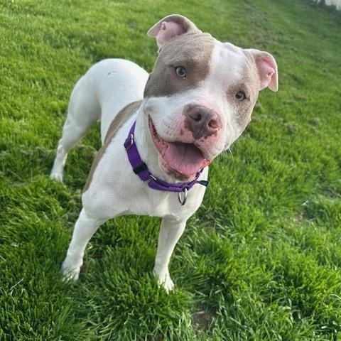 Callum, a Adoptable mixed breed in Tinley Park, IL image 4/6