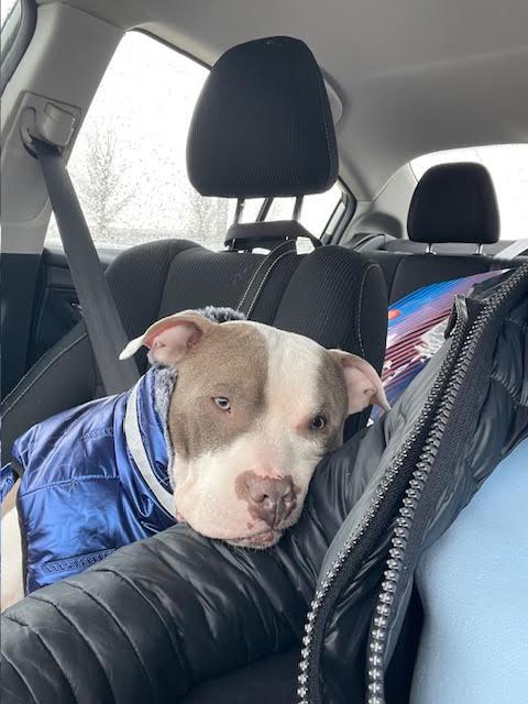 Callum, a Adoptable mixed breed in Tinley Park, IL image 5/6