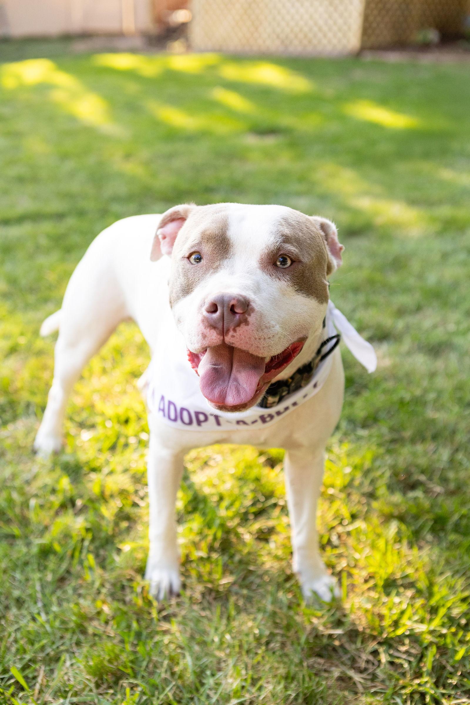 Callum, Adoptable, Young Male Pit Bull Terrier.