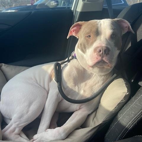 Callum, Young Male Pit Bull Terrier
