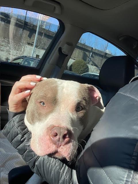 Enlarge Callum, a Adoptable Pit Bull Terrier in Tinley Park, IL image 2/3