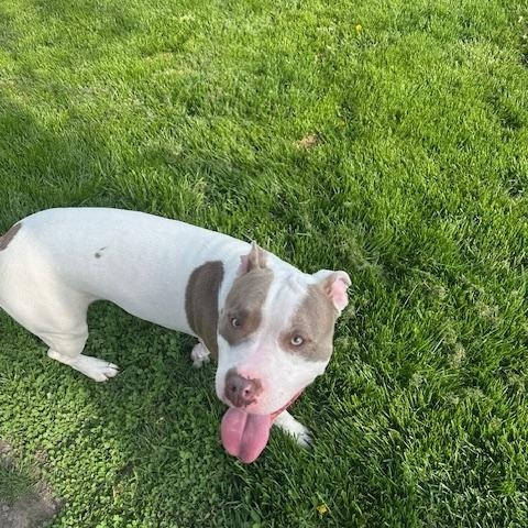 Enlarge Callum, a Adoptable mixed breed in Tinley Park, IL image 4/5