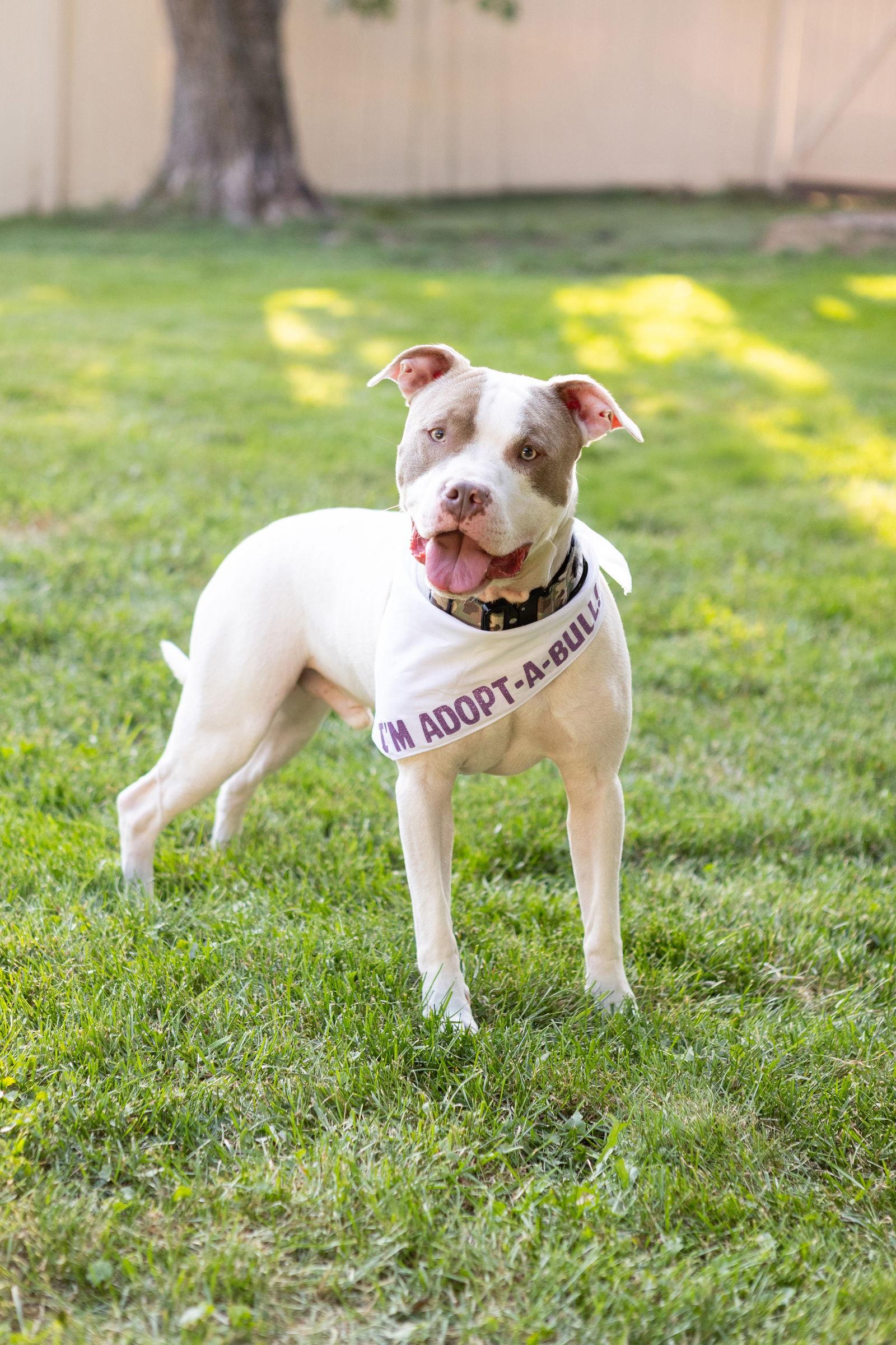 Callum, Adoptable, Young Male Pit Bull Terrier.