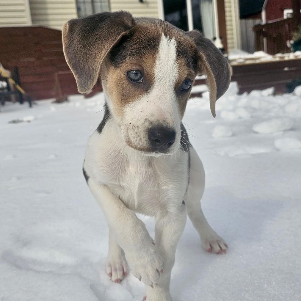 James, adopted, Puppy Male Beagle.