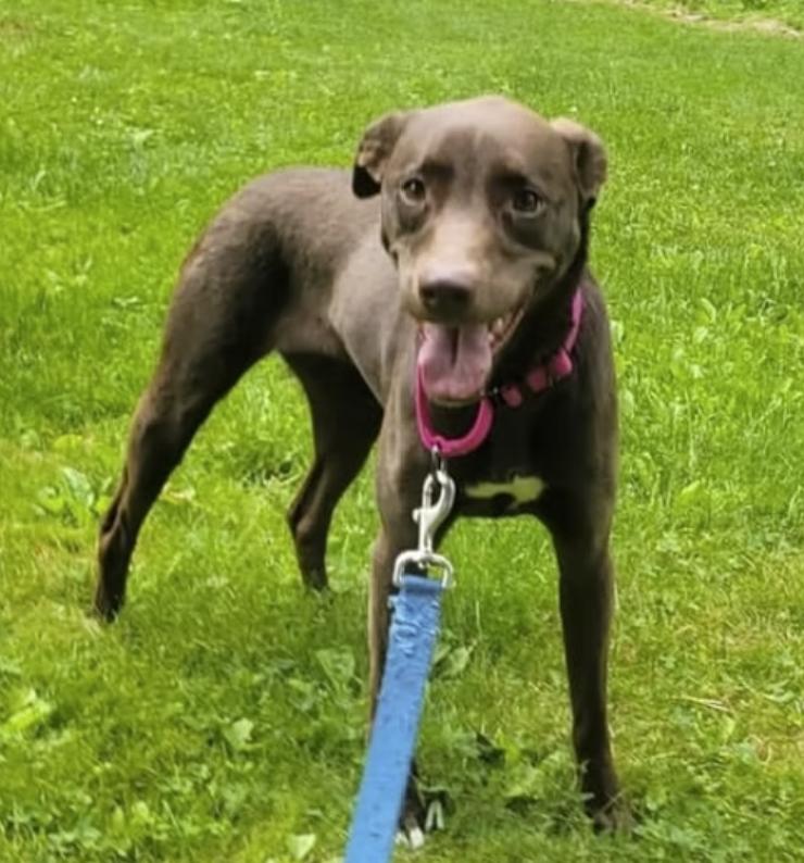 Daisy, Adoptable, Adult Female Labrador Retriever.