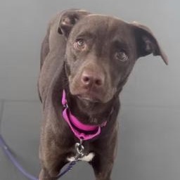 Enlarge Daisy, a Adoptable mixed breed in Pleasant Valley, NY image 2/2