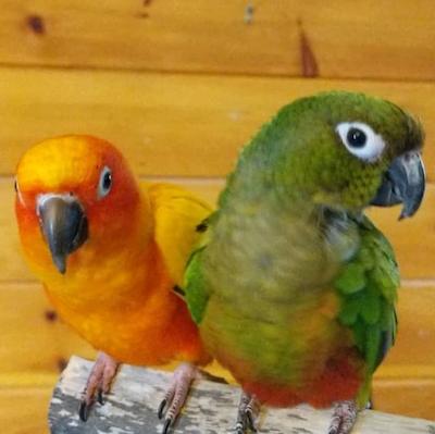 Enlarge Tango and Kiwi, a ADOPTABLE Conure in Raleigh, NC image 1/3