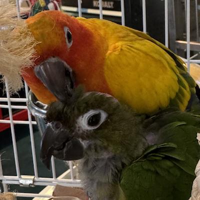 Tango and Kiwi, Adoptable, Adult Male Conure.
