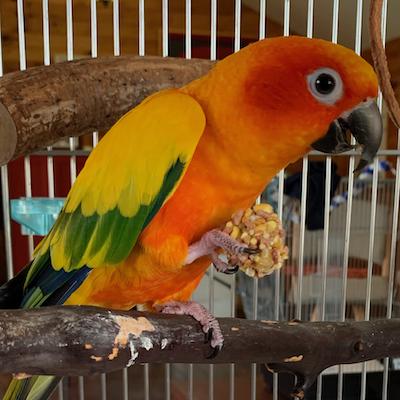 Enlarge Tango and Kiwi, a ADOPTABLE Conure in Raleigh, NC image 2/3