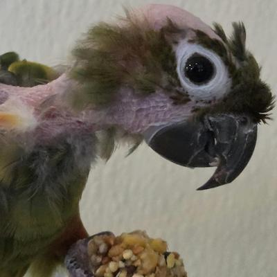 Enlarge Tango and Kiwi, a Adoptable Conure in Raleigh, NC image 4/5