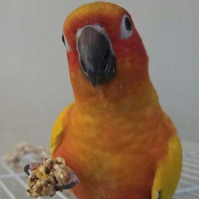 Enlarge Tango and Kiwi, a Adoptable Conure in Raleigh, NC image 5/5