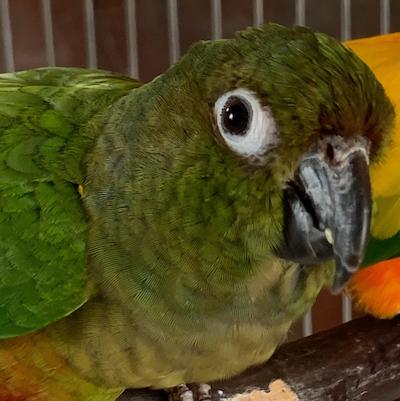 Enlarge Tango and Kiwi, a ADOPTABLE Conure in Raleigh, NC image 3/3