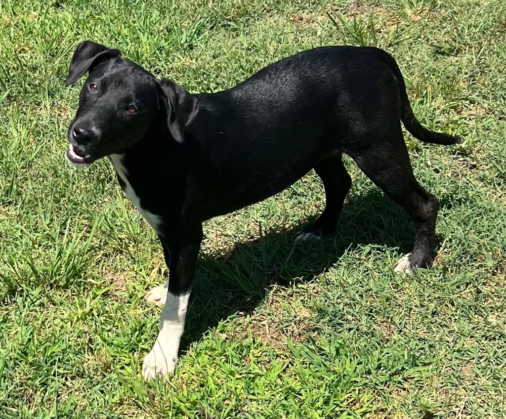 Akela, a Adoptable mixed breed in Little Rock, AR image 1/5