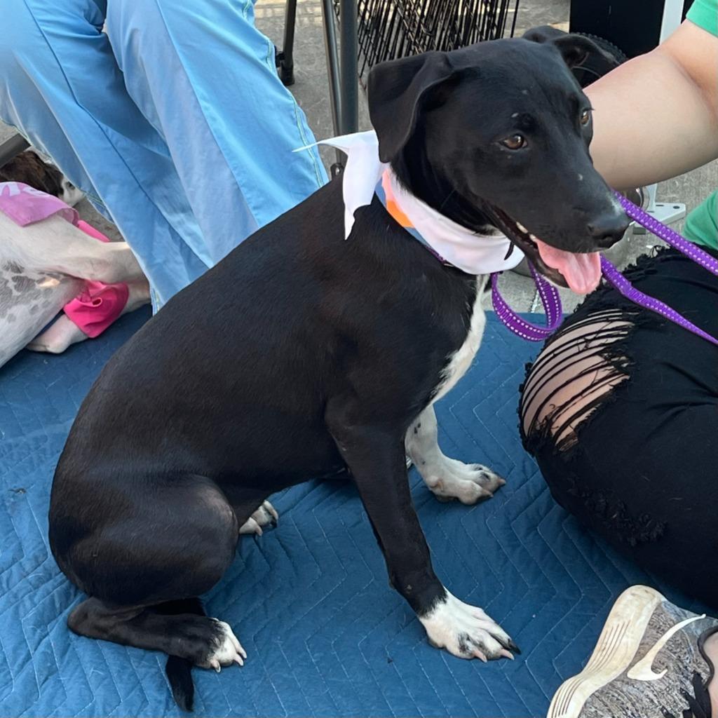 Akela, a Adoptable mixed breed in Little Rock, AR image 2/5