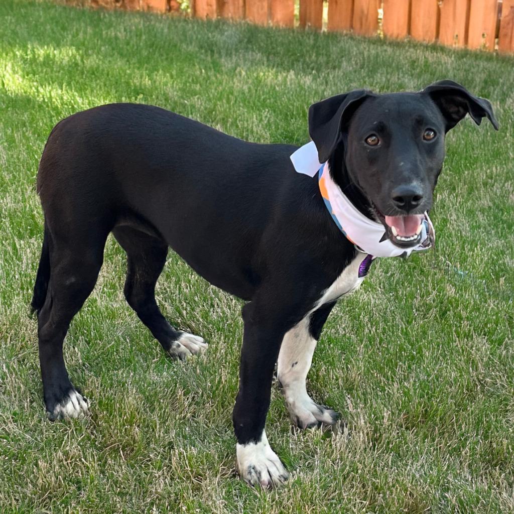 Akela, a Adoptable mixed breed in Little Rock, AR image 3/5