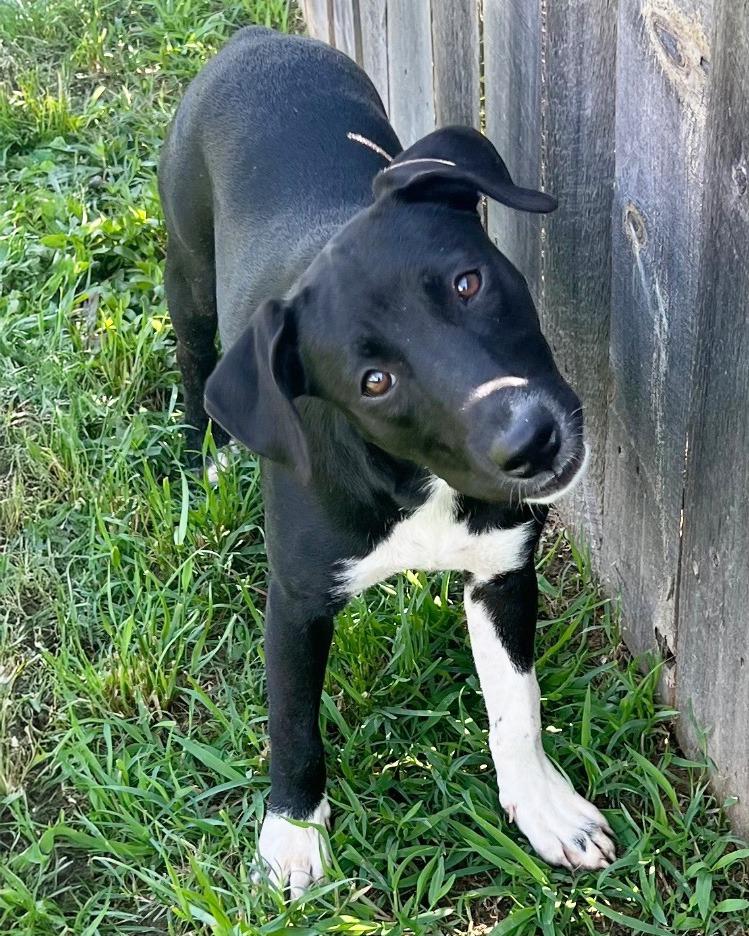 Akela, a Adoptable mixed breed in Little Rock, AR image 4/5
