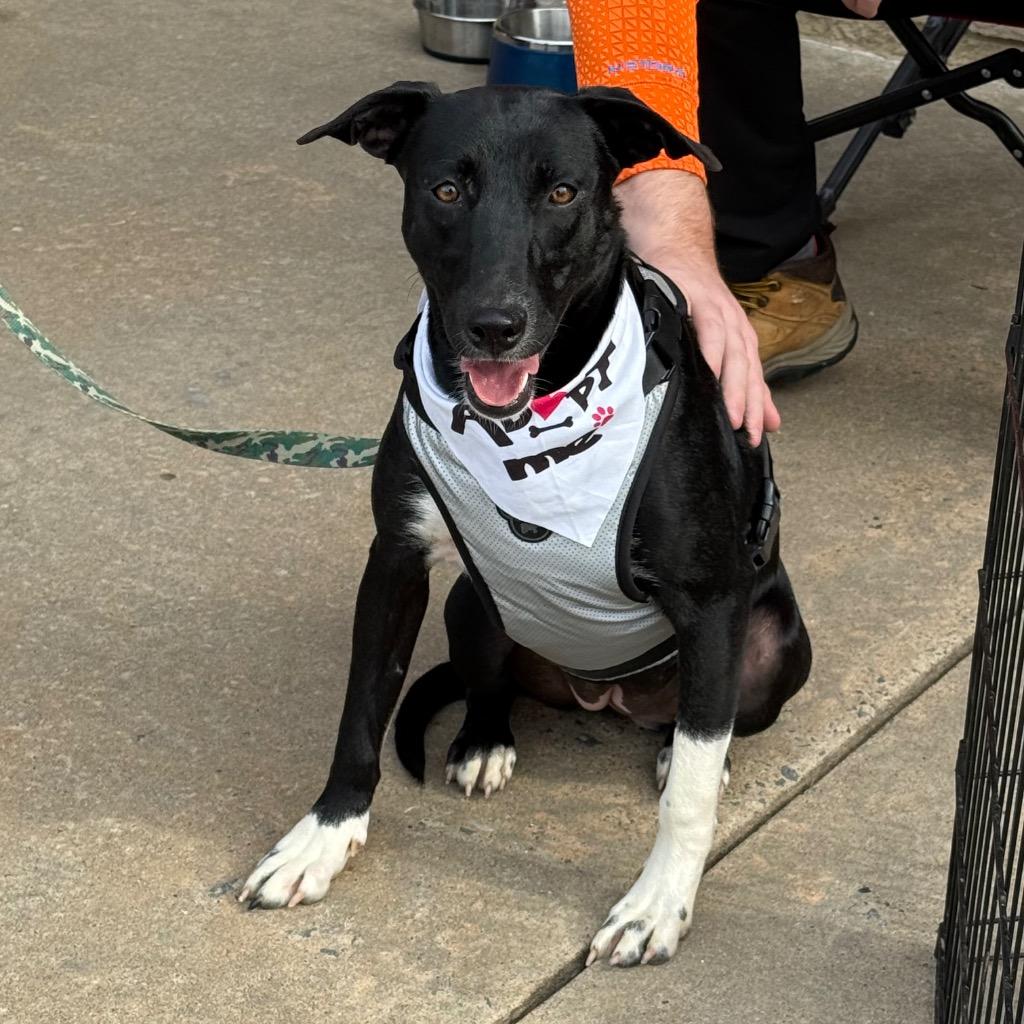 Akela, a Adoptable mixed breed in Little Rock, AR image 5/5