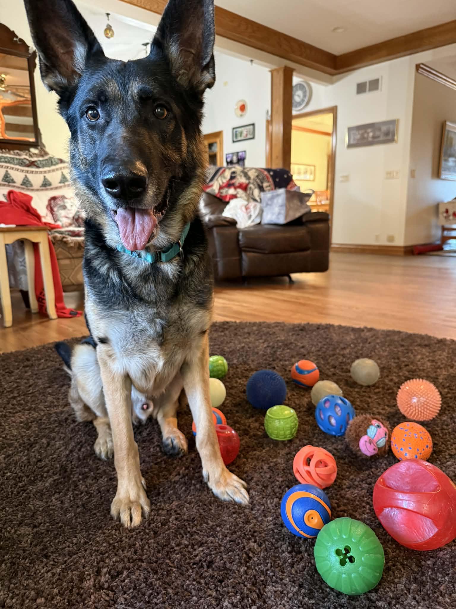 Otis, Adoptable, Young Male German Shepherd Dog.