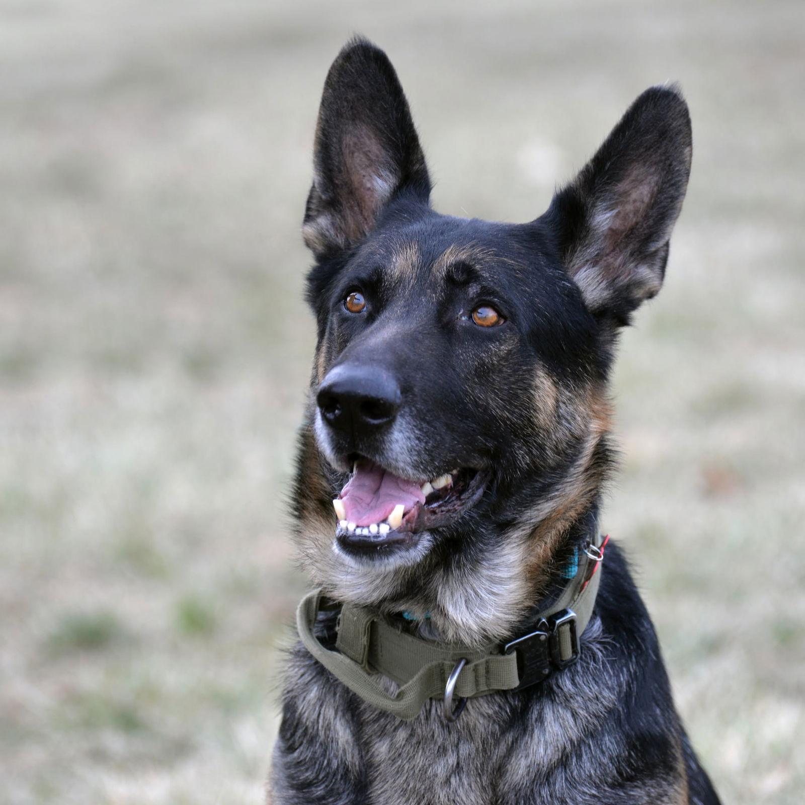 Otis, a Adoptable German Shepherd Dog in Gretna, NE image 2/3