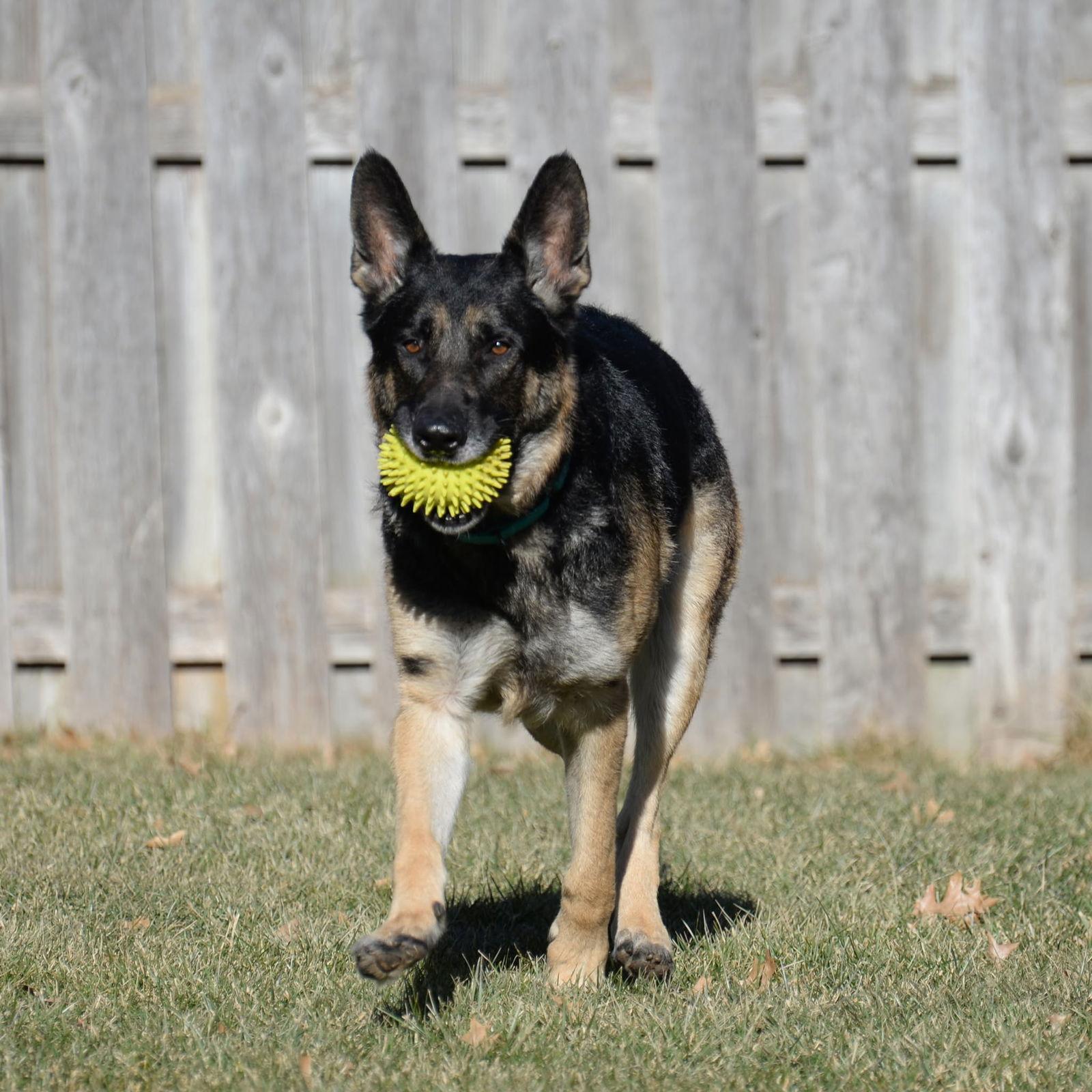 Enlarge Otis, a Adoptable German Shepherd Dog in Gretna, NE image 2/3