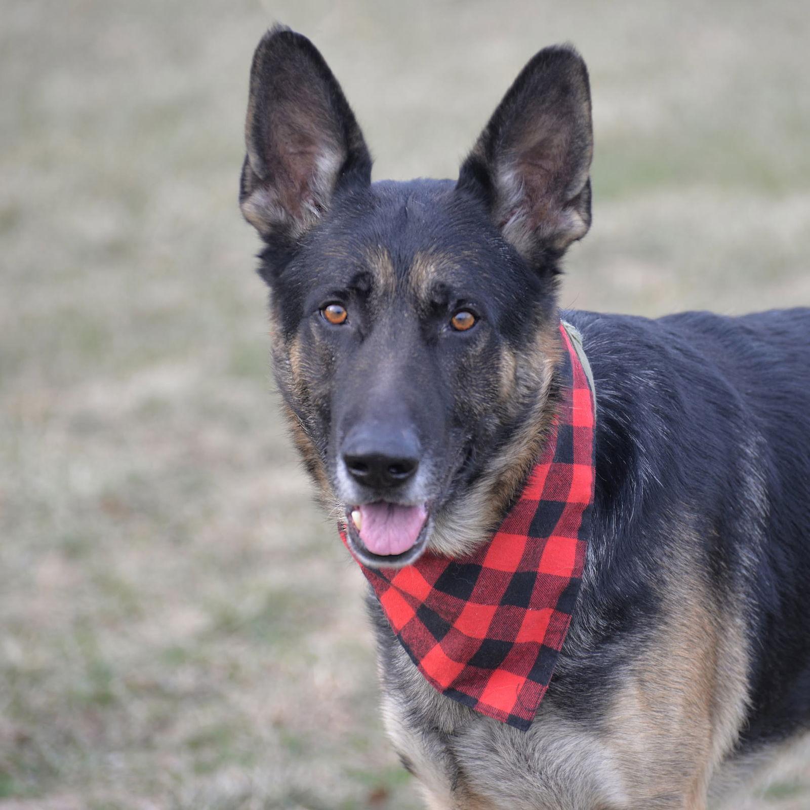 Otis, a Adoptable German Shepherd Dog in Gretna, NE image 3/3