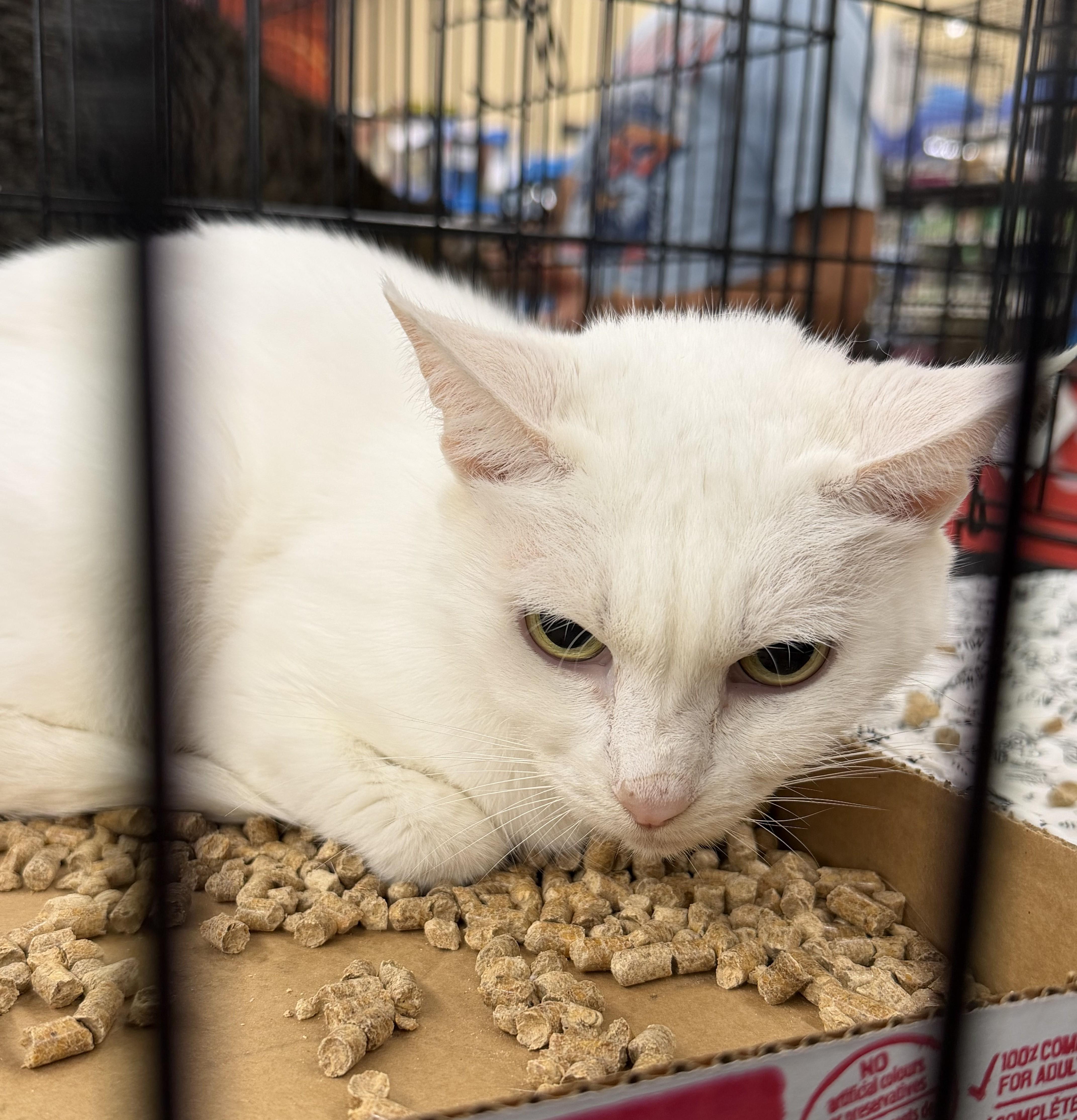 Enlarge Daisy, an adopted Domestic Short Hair in Columbia, SC image 3/3