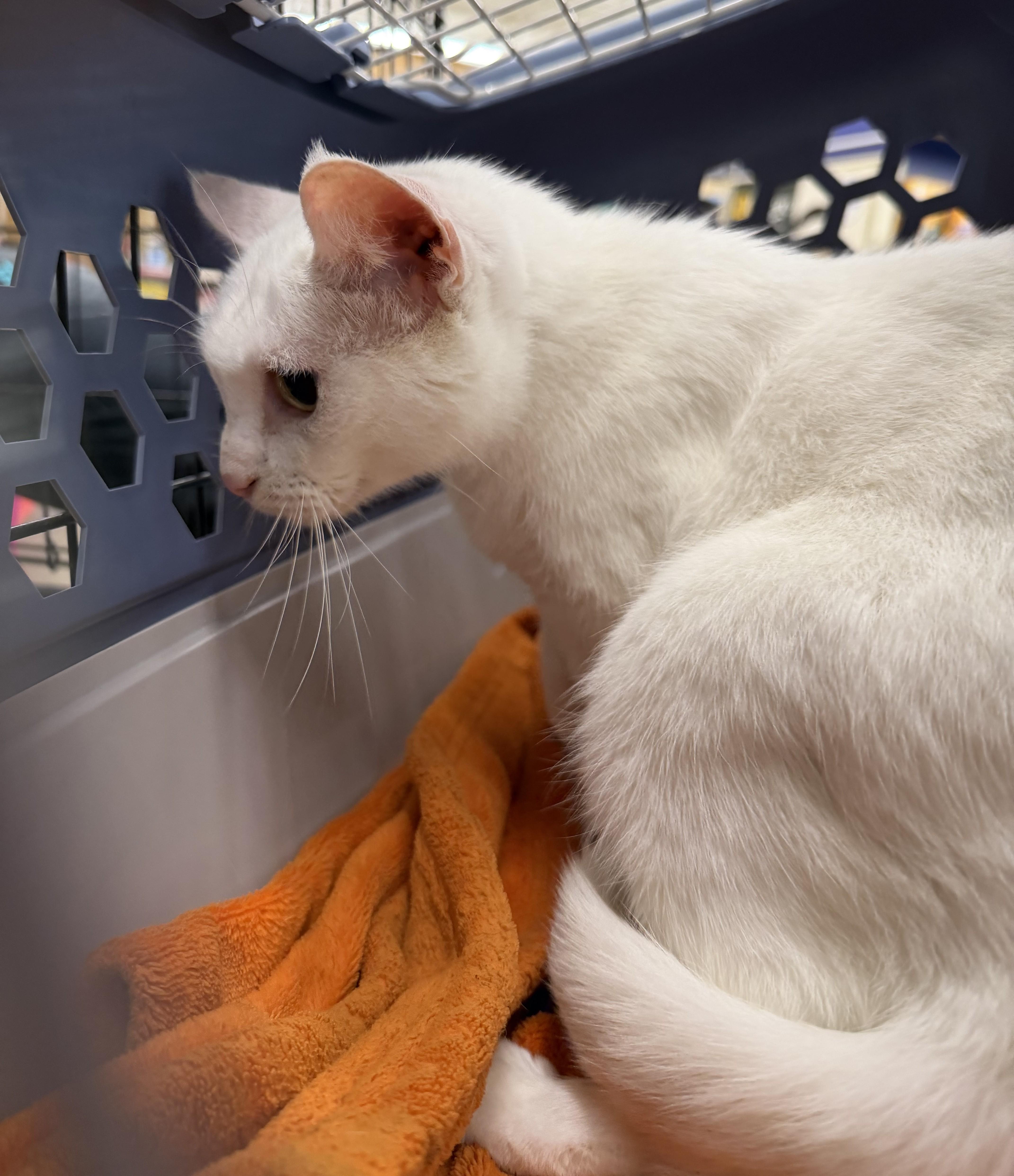 Daisy, adopted, Adult Female Domestic Short Hair.