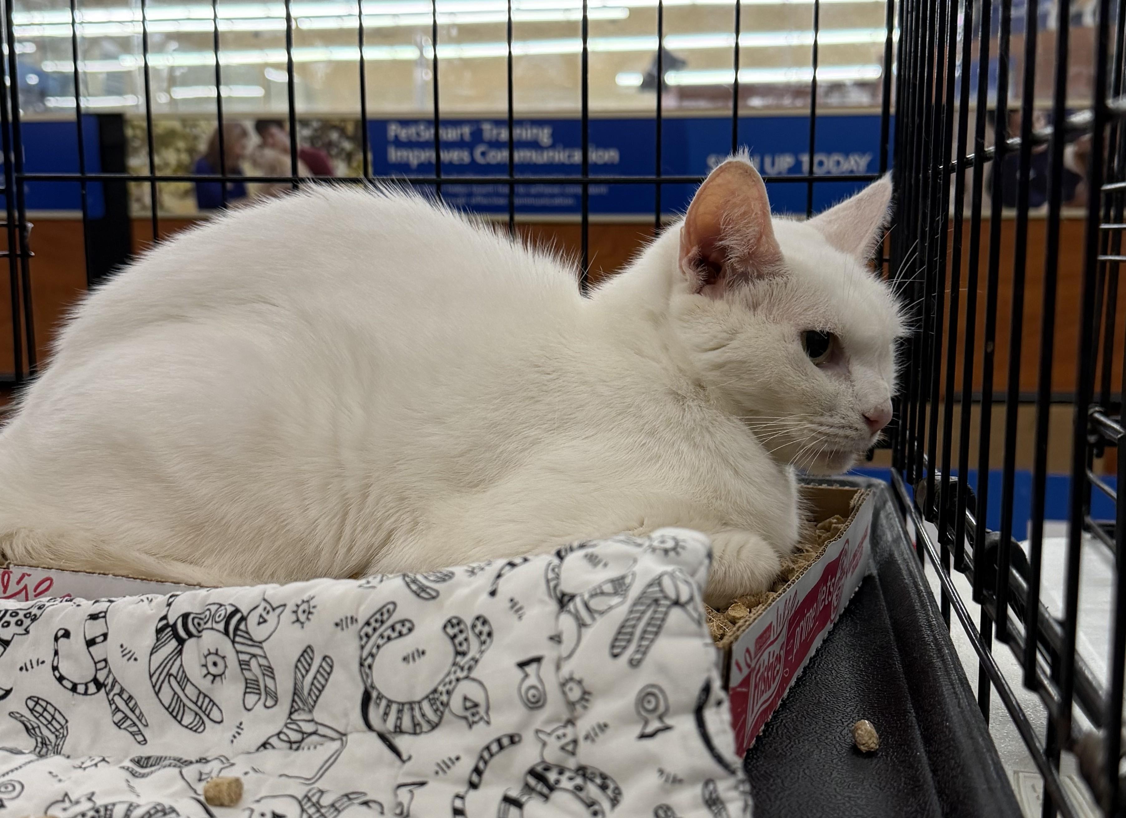 Enlarge Daisy, an adopted Domestic Short Hair in Columbia, SC image 2/3